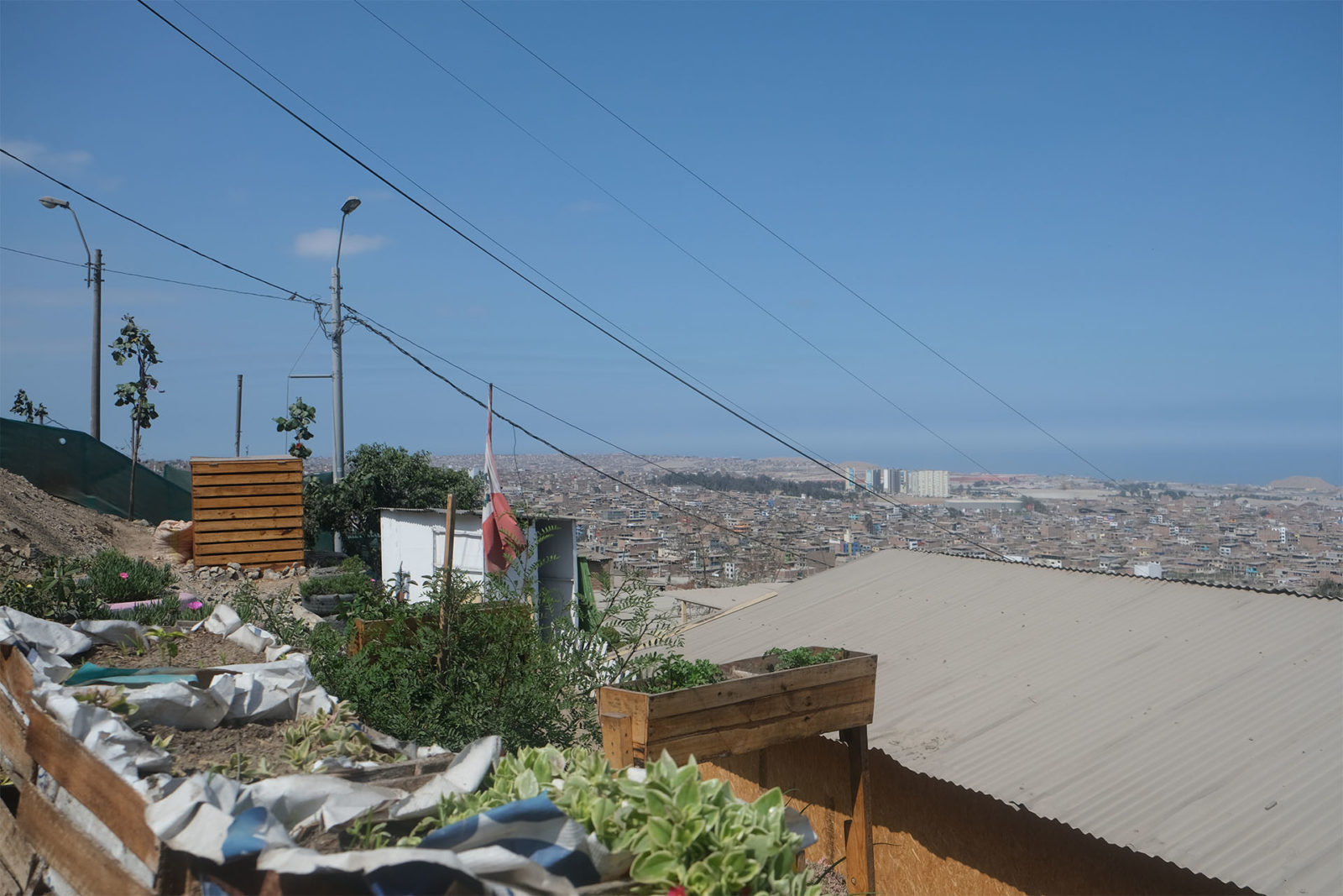 A photo of a garden with a cityscape in the background