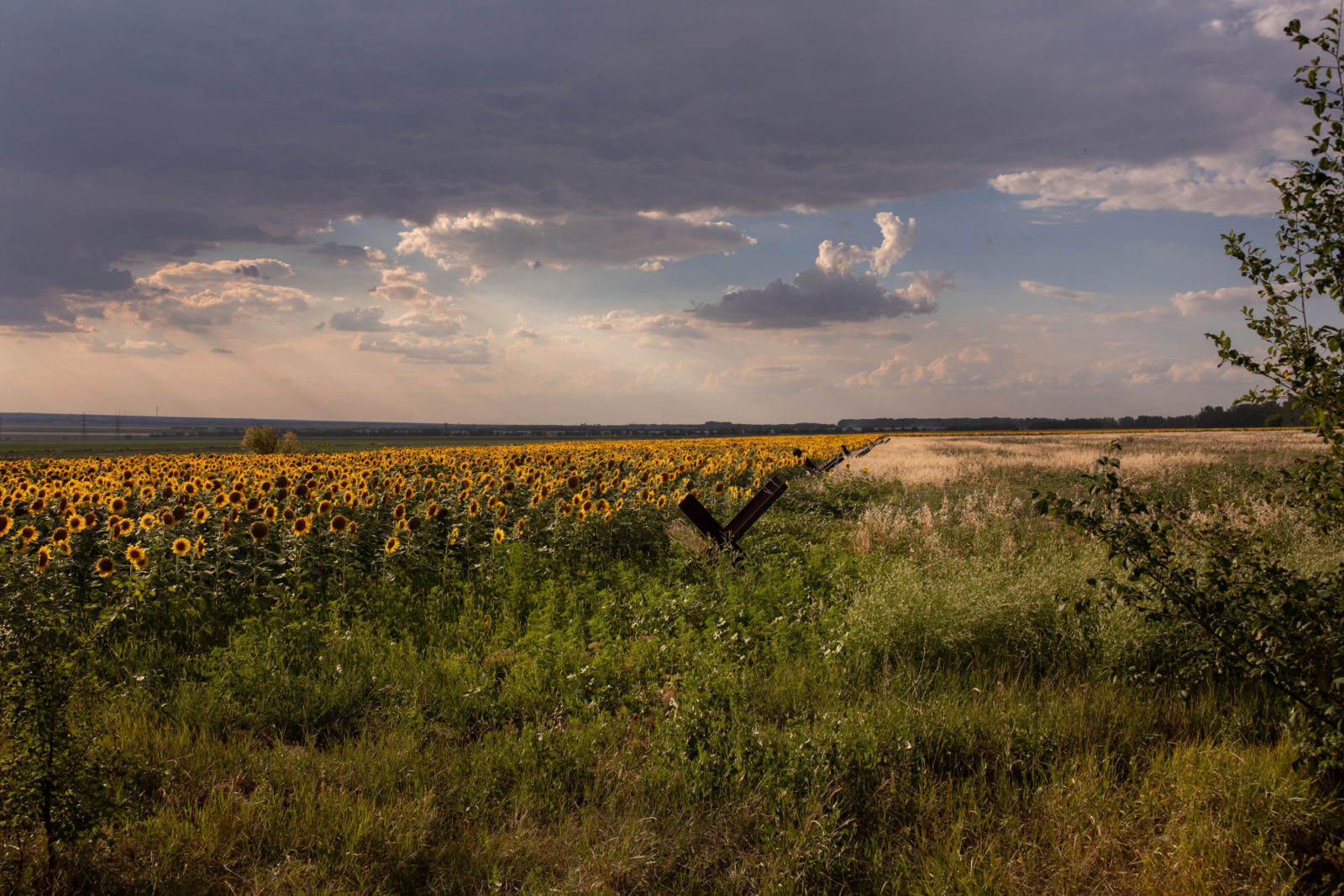 a field of sunflowers